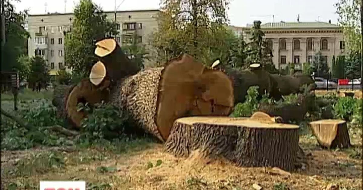 Біля райвідділку спиляли вісім дубів