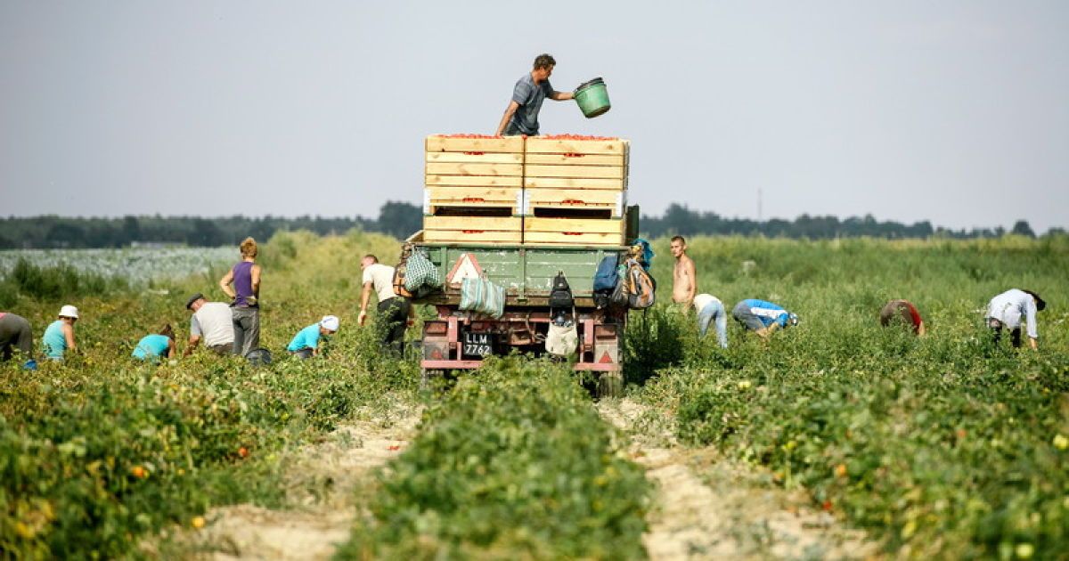 Школярів змусили прибирати урожай замість уроків