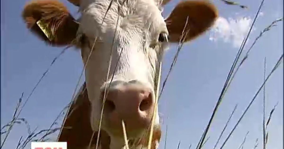 Українці скаржаться на уряд через невиплату дотацій.