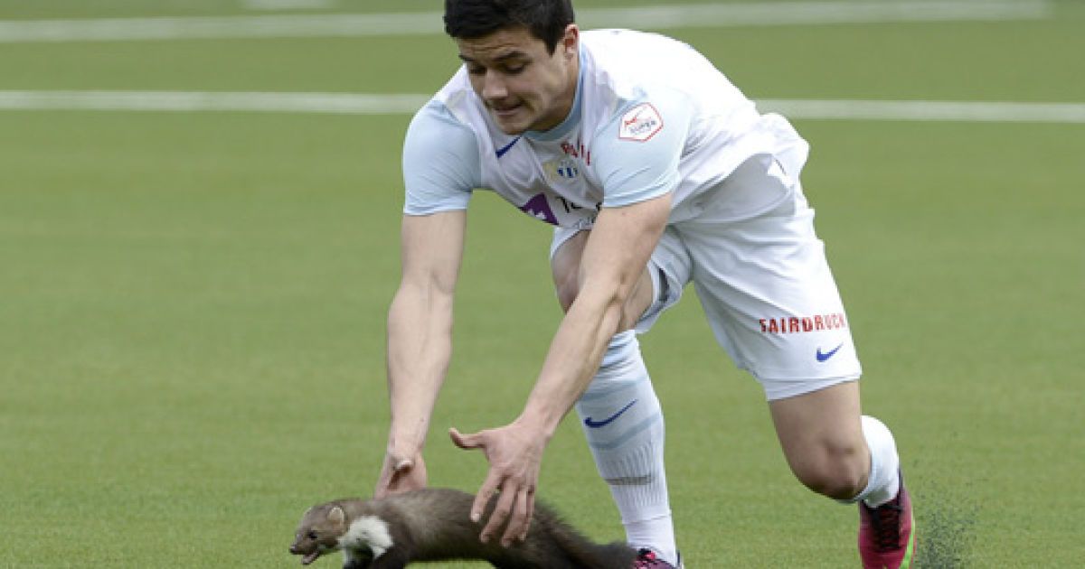 Беніто ловить куницю