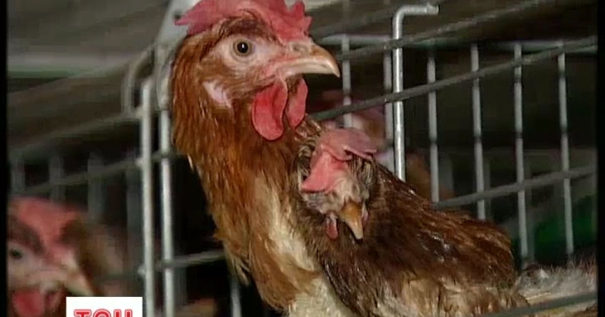 Росія злякалася української курятини
