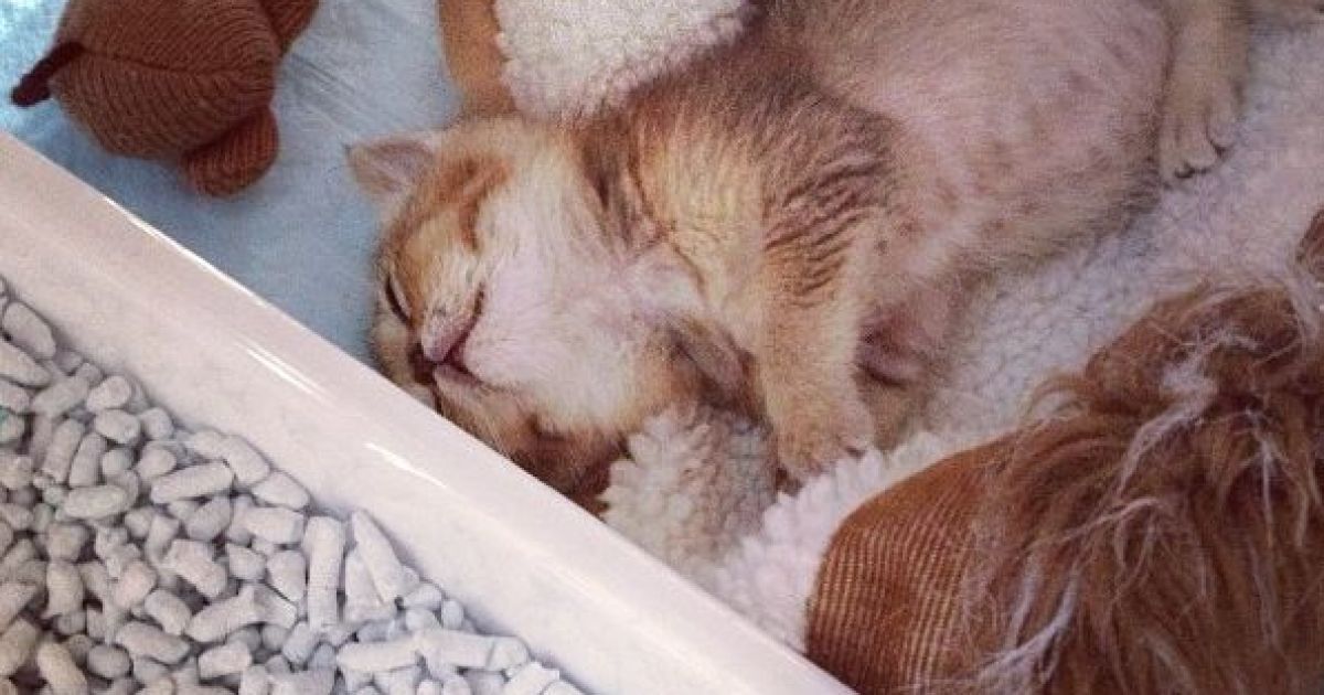 Кошеня Васабі / © instagram.com/shimejiwasabi