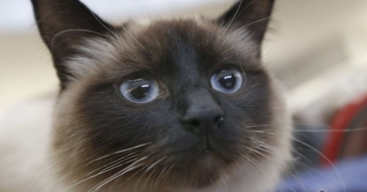 У котячій шкірі знайшли білок, що викликає у деяких людей алергічну реакцію