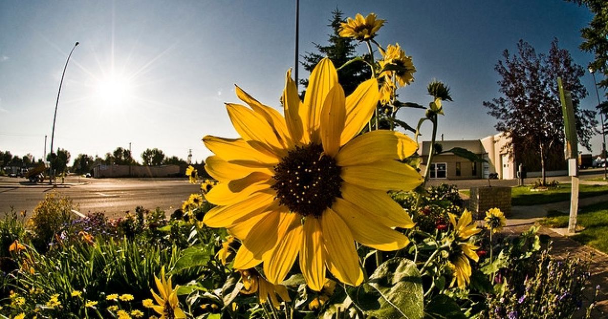 Синоптики прогнозують сухі та теплі дні