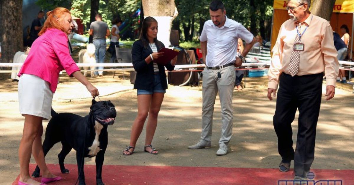 Собаки демонстрували свої здібності та фізичну форму / © УНІАН