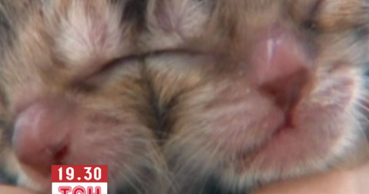 Від кошеня мама відмовилась, тож годує її власниця