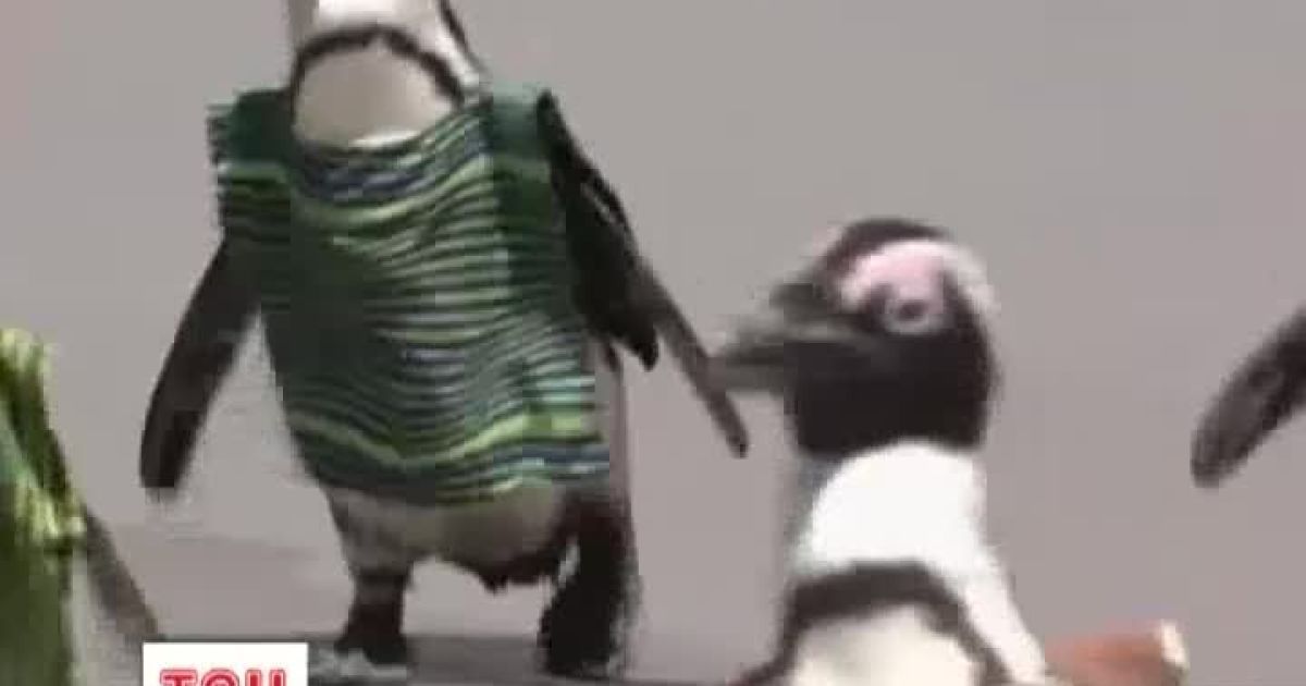 Пінгвіни виглядають, наче корінні мешканці Африки