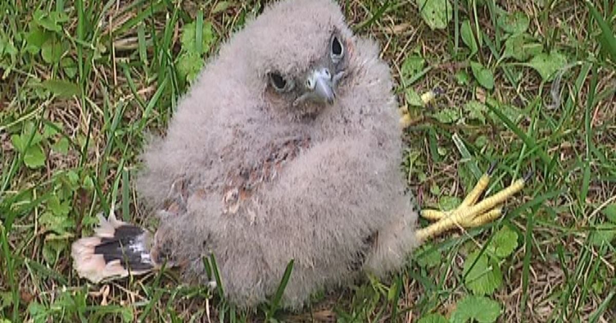 Соколеня повернулось до мами