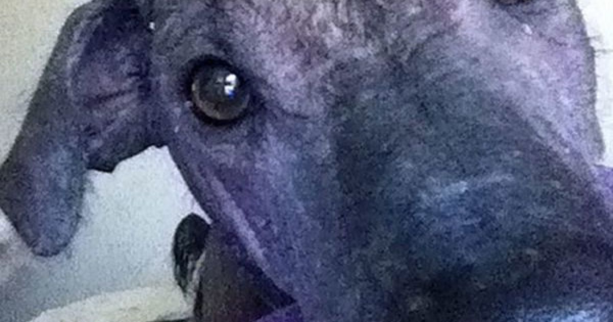 Найпотворніші собаки світу / © The Sun