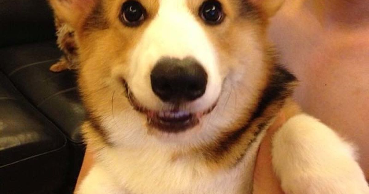 Пес Десмонд - нова зірка інтернету