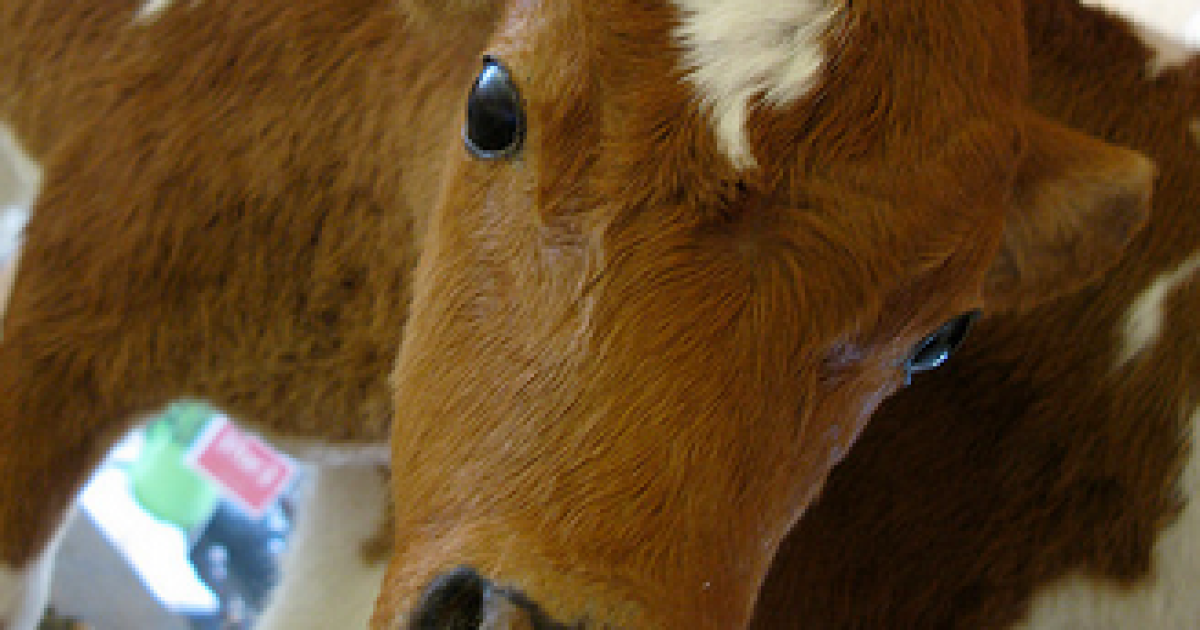 Мертвих телят видавали замість зарплат.