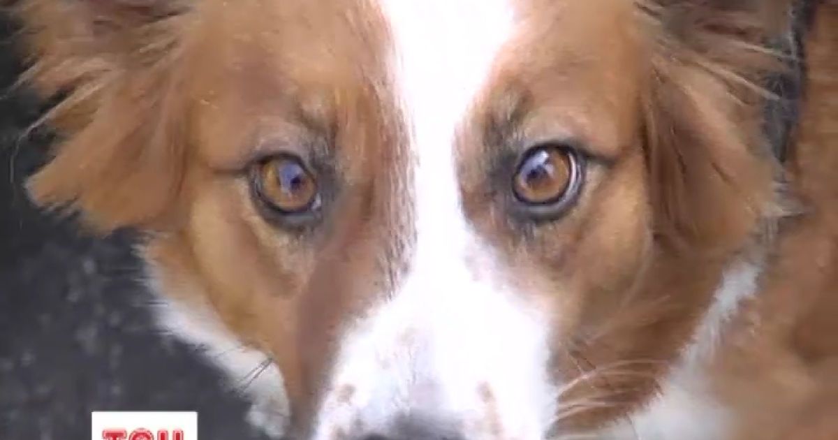 Собака чекає свого господаря на зупинці