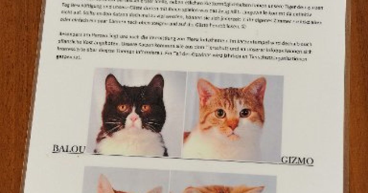 Кафе з котами у Мюнхені / © abendzeitung-muenchen.de