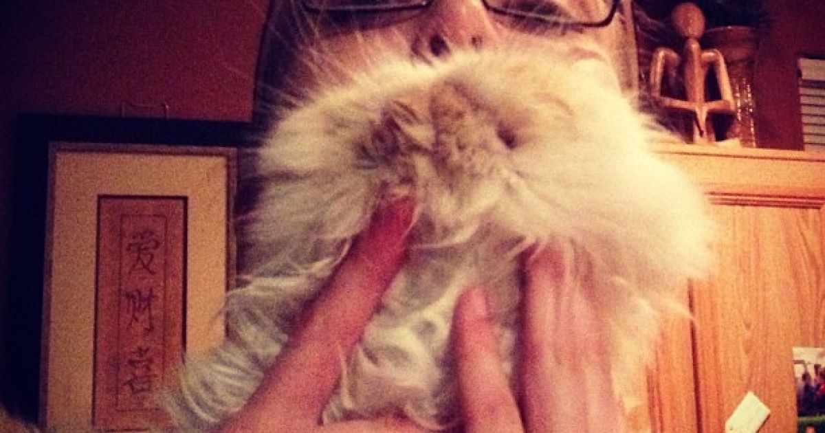 Котобороди - нове віяння в інтернеті / © Instagram