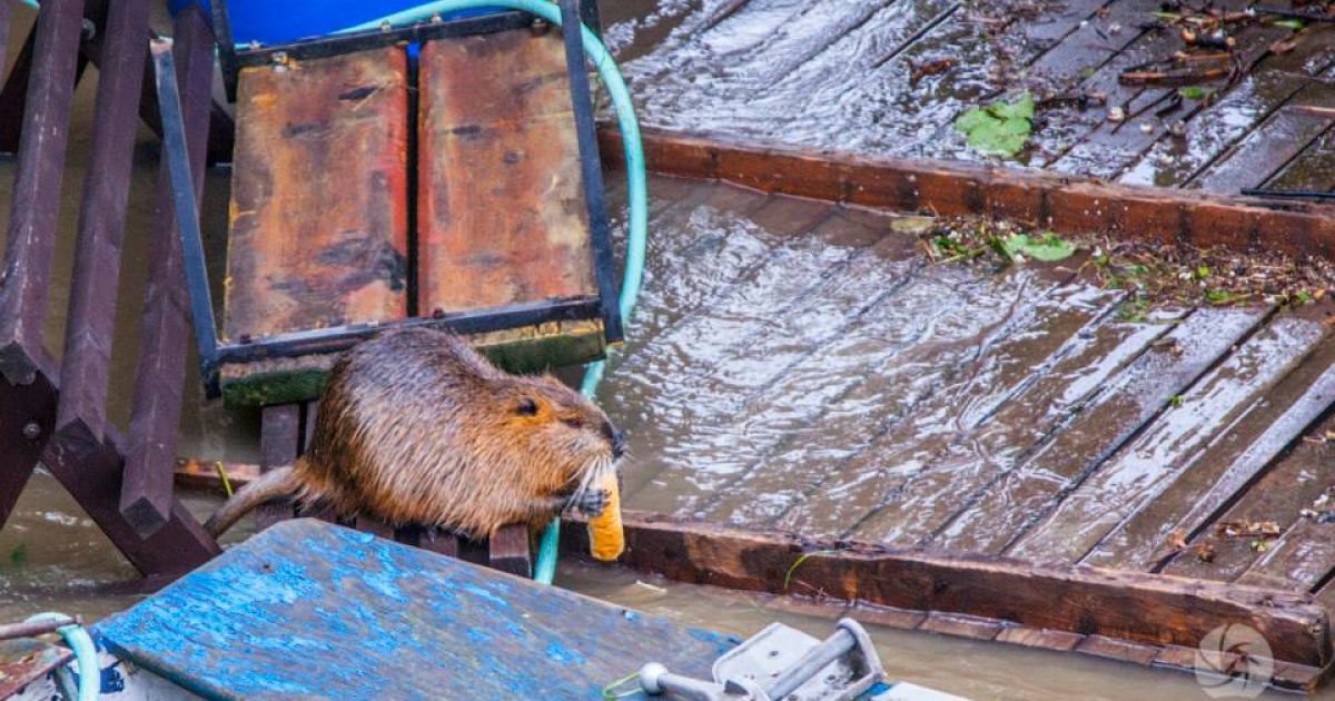 У Чехії пік повені рушив на північ / © facebook.com/Miluju Prahu