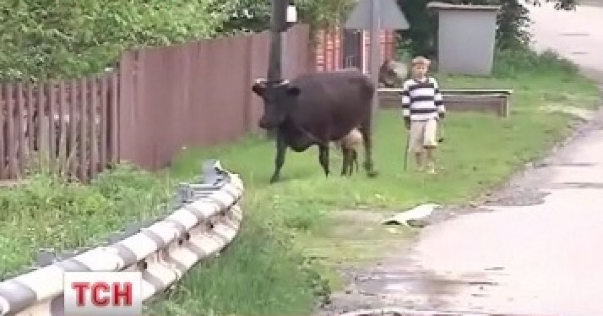 Дівчинка загинула, рятуючи корову від дроту під напругою