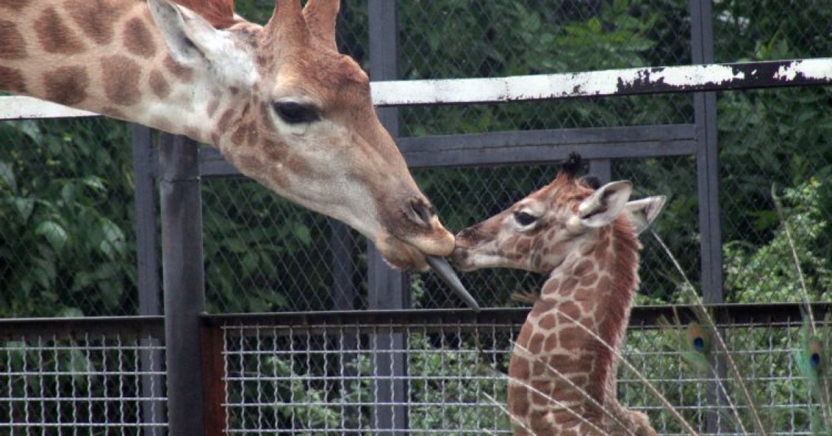 Малюк жирафа нарешті познайомився з татом