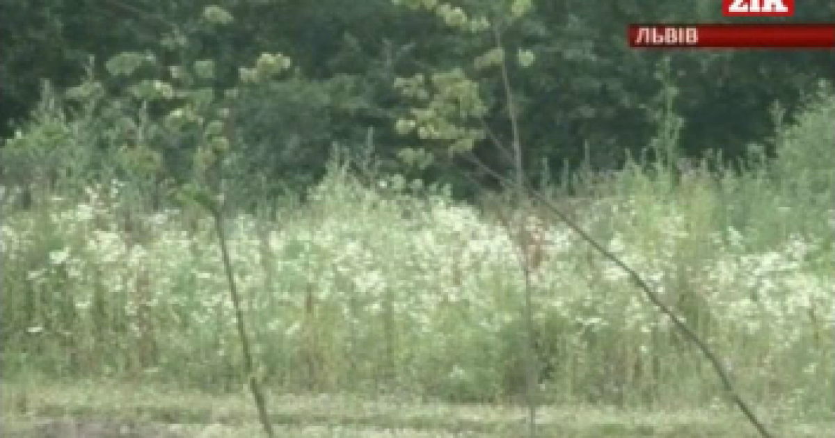 Міліціонери недорахувалися 170 дерев.