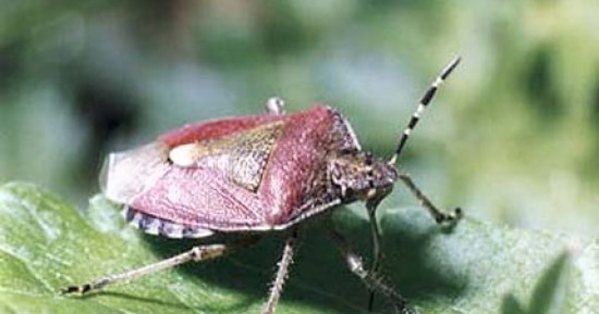 Американець спалив дім у боротьбі з клопами.