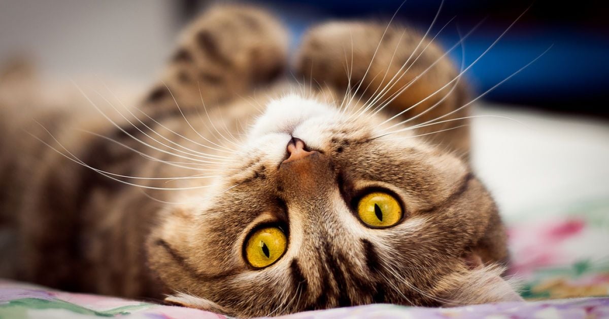 Львів'янин розстріляв півдесятка котів. Ілюстрація