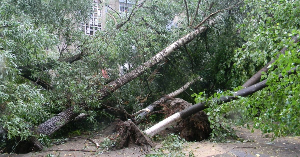 На Вінничині від негоди постраждали дерева та будинки / © gazeta.ua