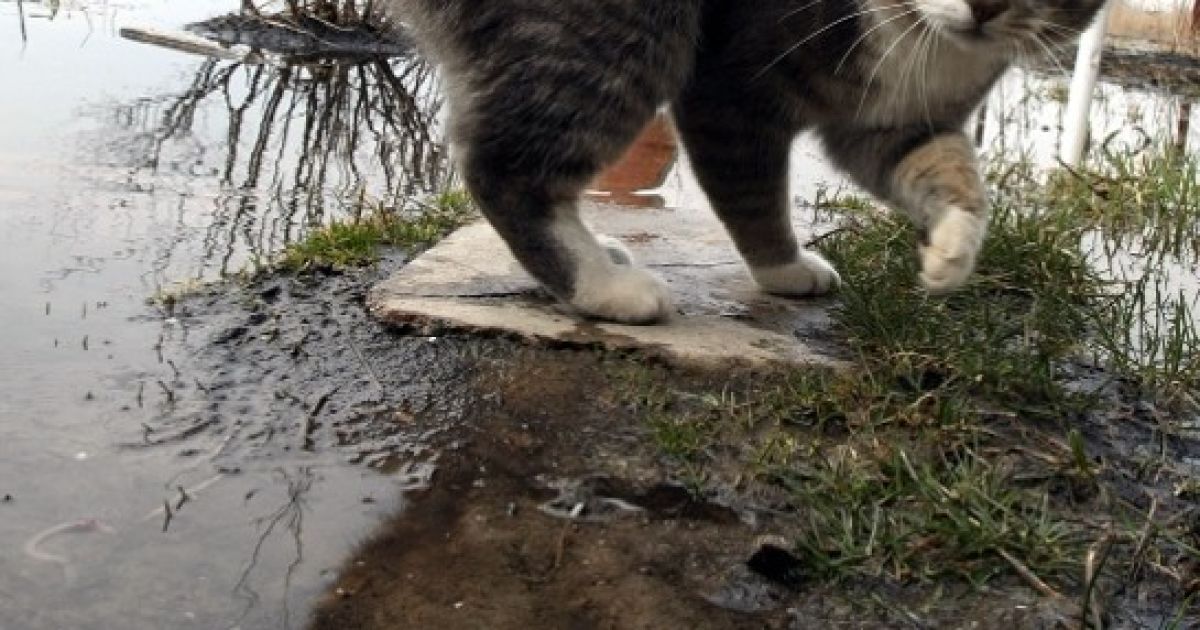 У селі Підгірці вода залила вулиці і будинки / © Сегодня