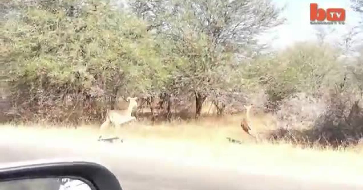Антилопі вдалося врятуватися від гепарда на автомобілі туристів