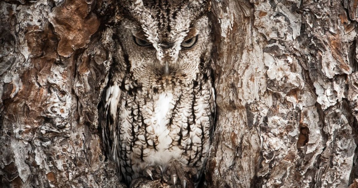 Найкращі фото National Geographic за червень / © National Geographic