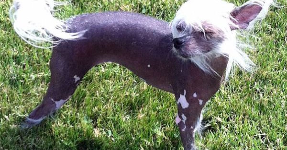 Найпотворніші собаки світу / © The Sun