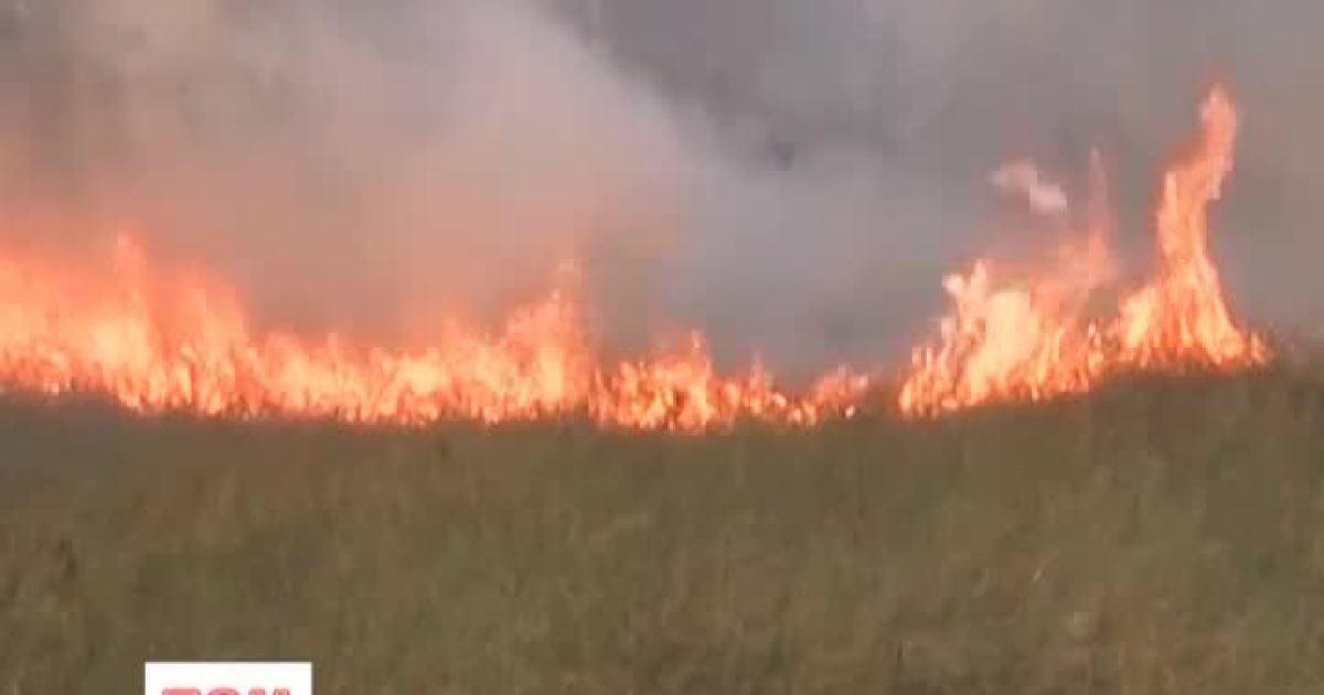 На Херсонщині палало лісомисливське господарство
