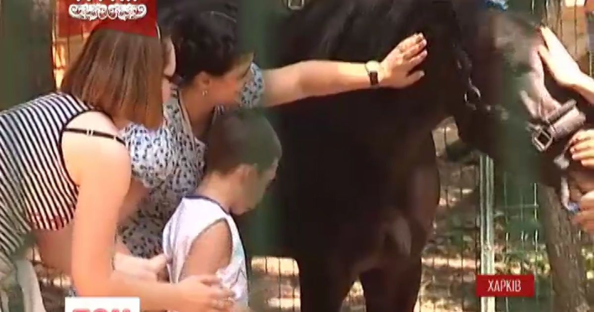Коні лікують дітей