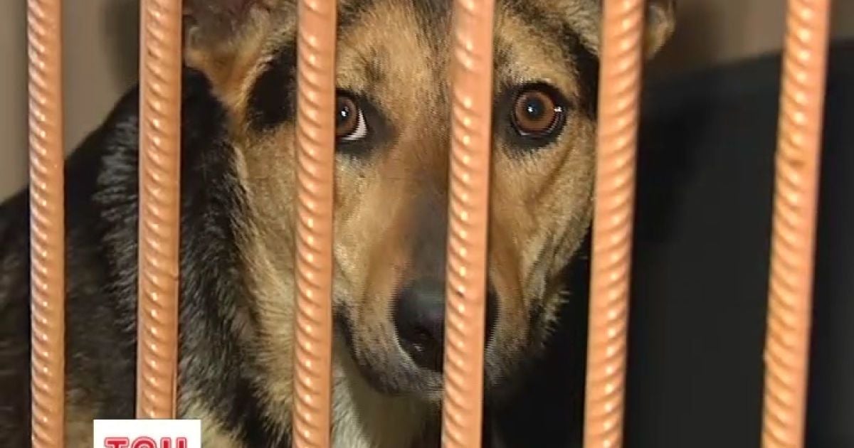 Для собак за німецькі кошти планують створити величезний притулок під Києвом
