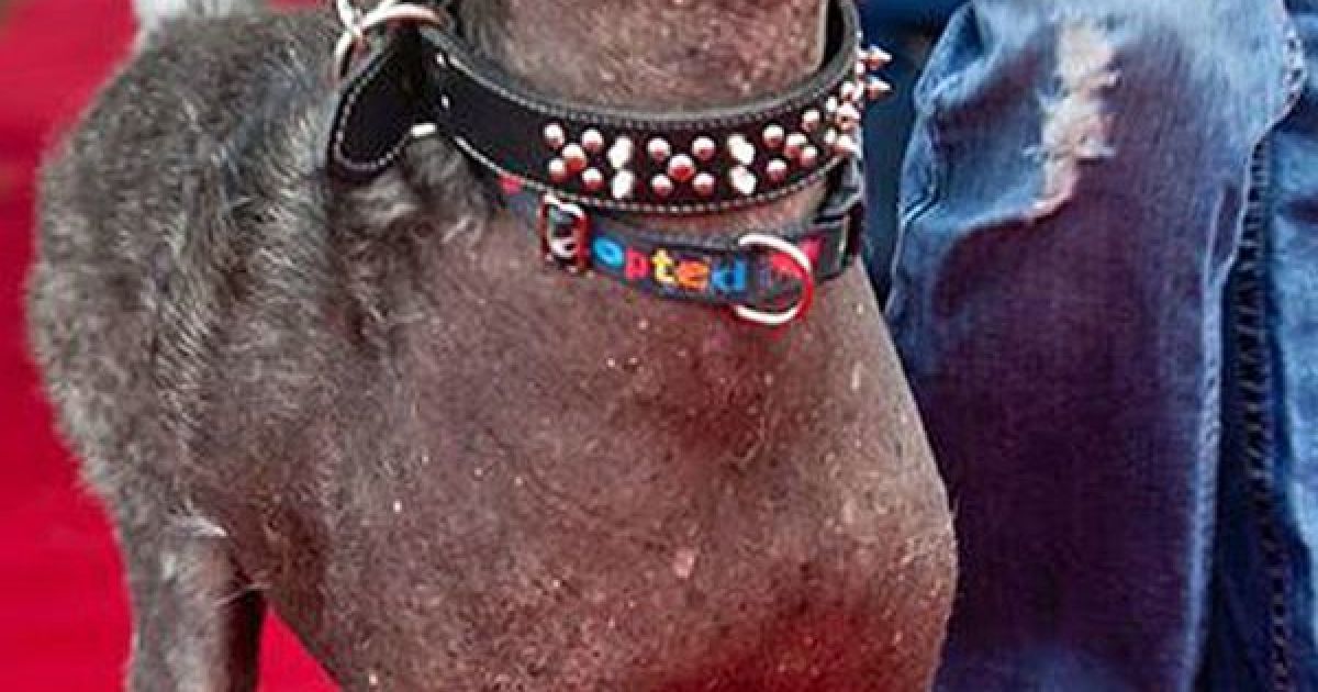 Найпотворніші собаки світу / © The Sun