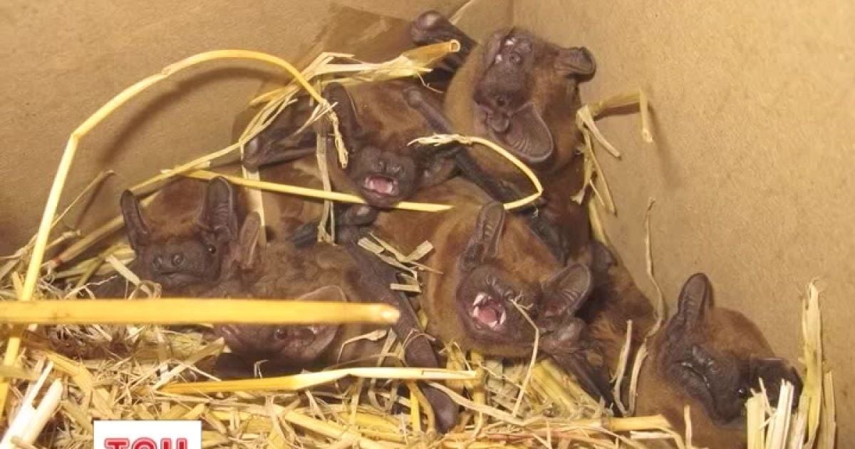 Спеціалісти допомагають людям випускати тварин на волю