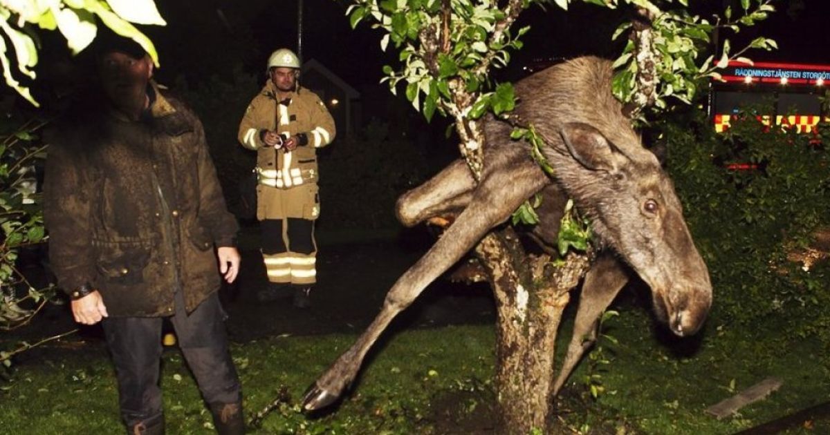 Тваринки, які створюють новини