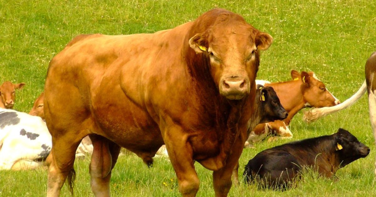 У Дніпропетровській області пастуха затоптали бики