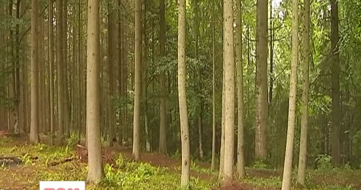 У лісі ведмедиця атакувала людей