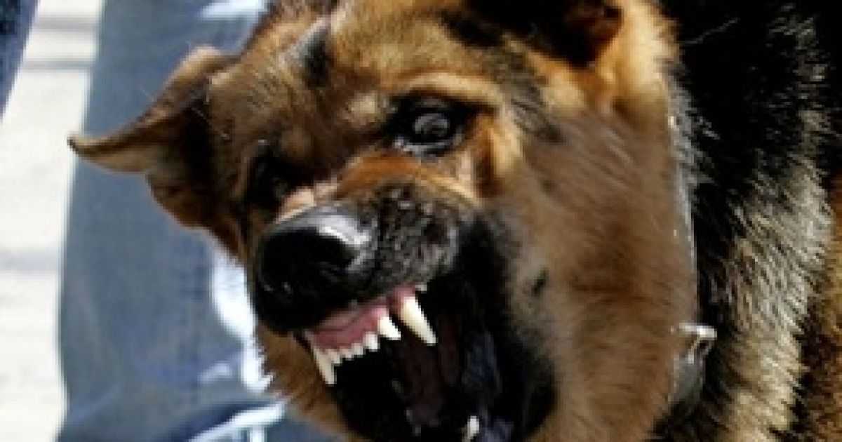 Кроликів продають як "живе м&#039;ясо" для собак