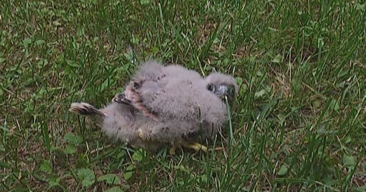 Соколеня повернулось до мами