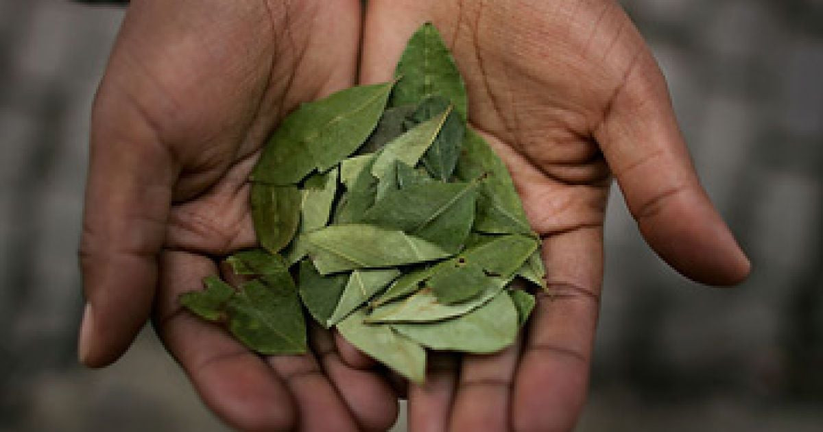 Кока гине в Болівії.