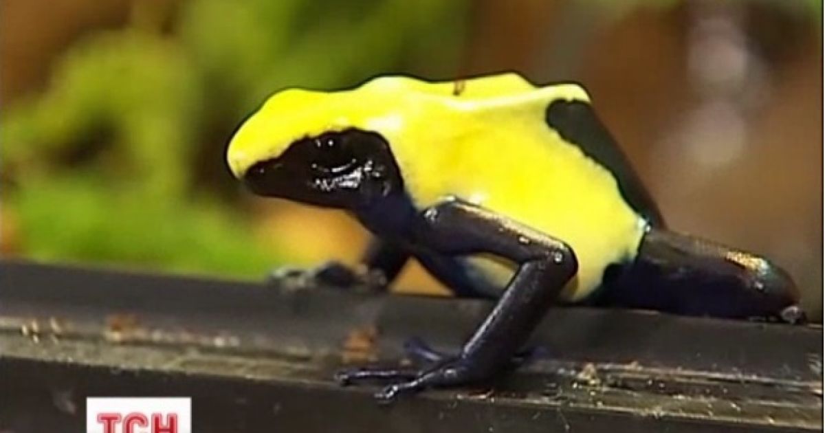 Чоловік лікується жабами від депресії