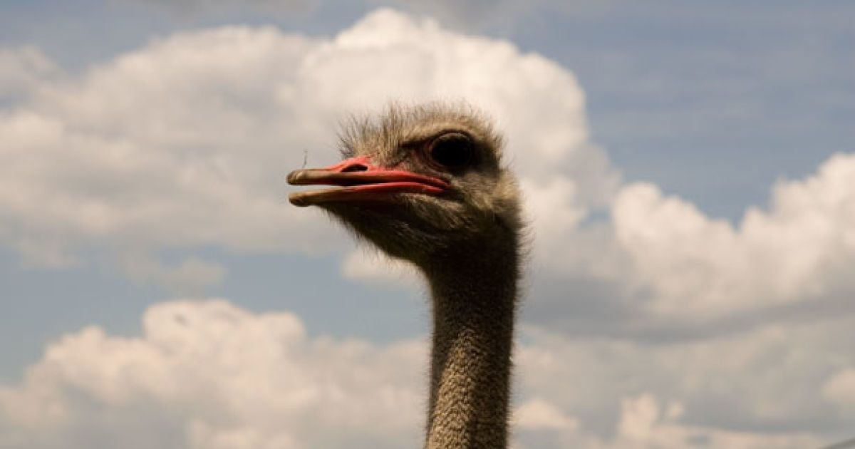 Страус зчинив переполох на трасі у Китаї