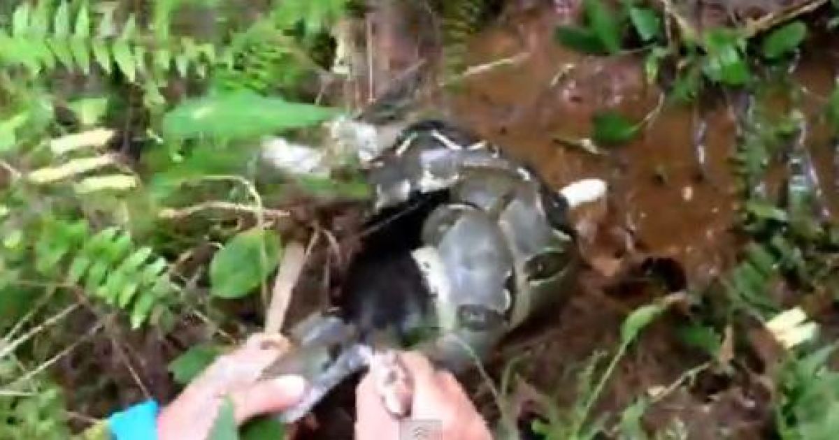 Удав спробував задушити кота