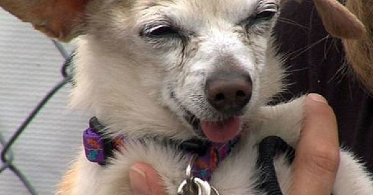 Найпотворніші собаки світу / © The Sun