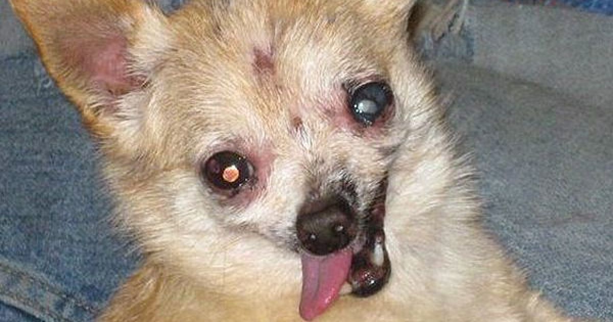 Найпотворніші собаки світу / © The Sun