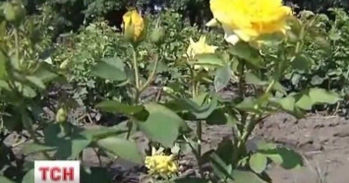 Тисячі трояндових кущів засохли або зав&#039;яли