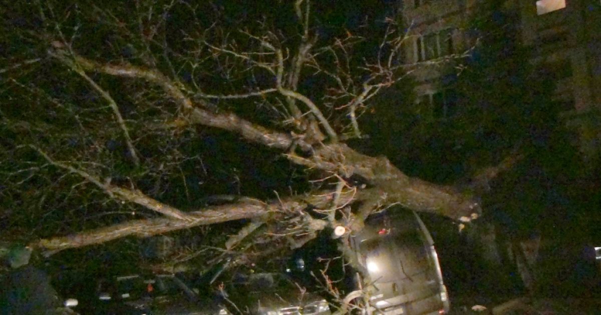 Падіння дерева завершилося неприємностями для власників відразу п'яти авто