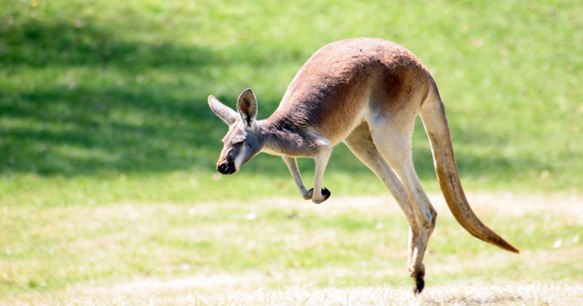 Лемур на задних лапах. Какое животное ходит. Животное с длинными конечностями. Муравьед тамандуа. Сурикат.