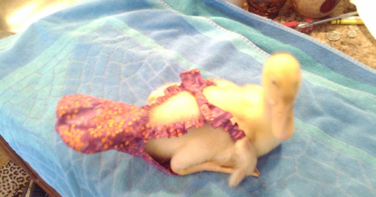 В США вигадали курячі підгузки. / © Рampered poultry
