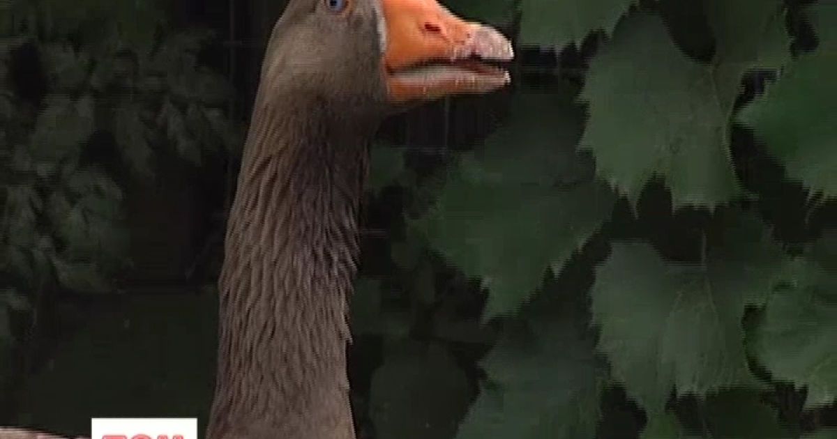 Гусак може виявитися найстарішим в Україні